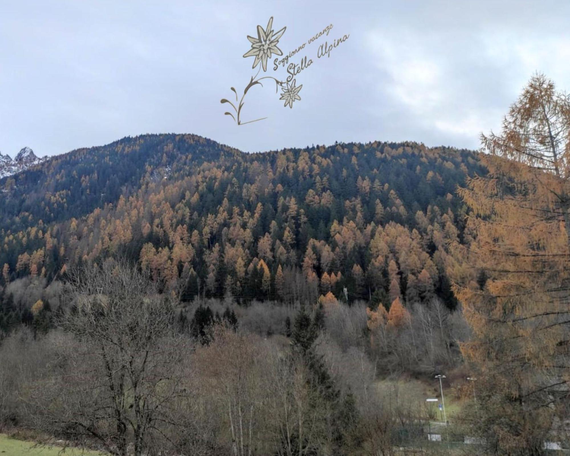Soggiorno Vacanze Stella Alpina Temu Bagian luar foto