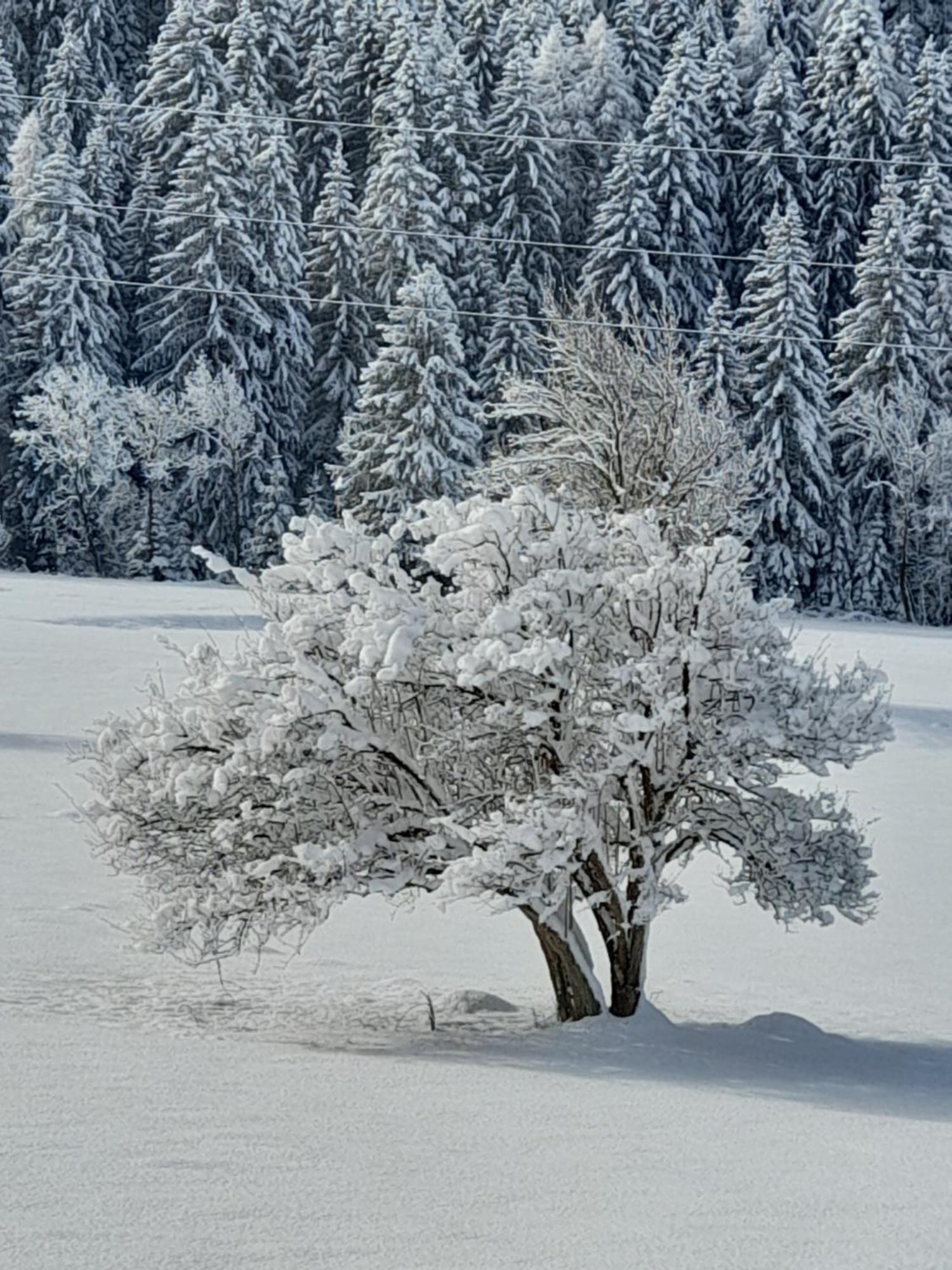 Soggiorno Vacanze Stella Alpina Temu Bagian luar foto